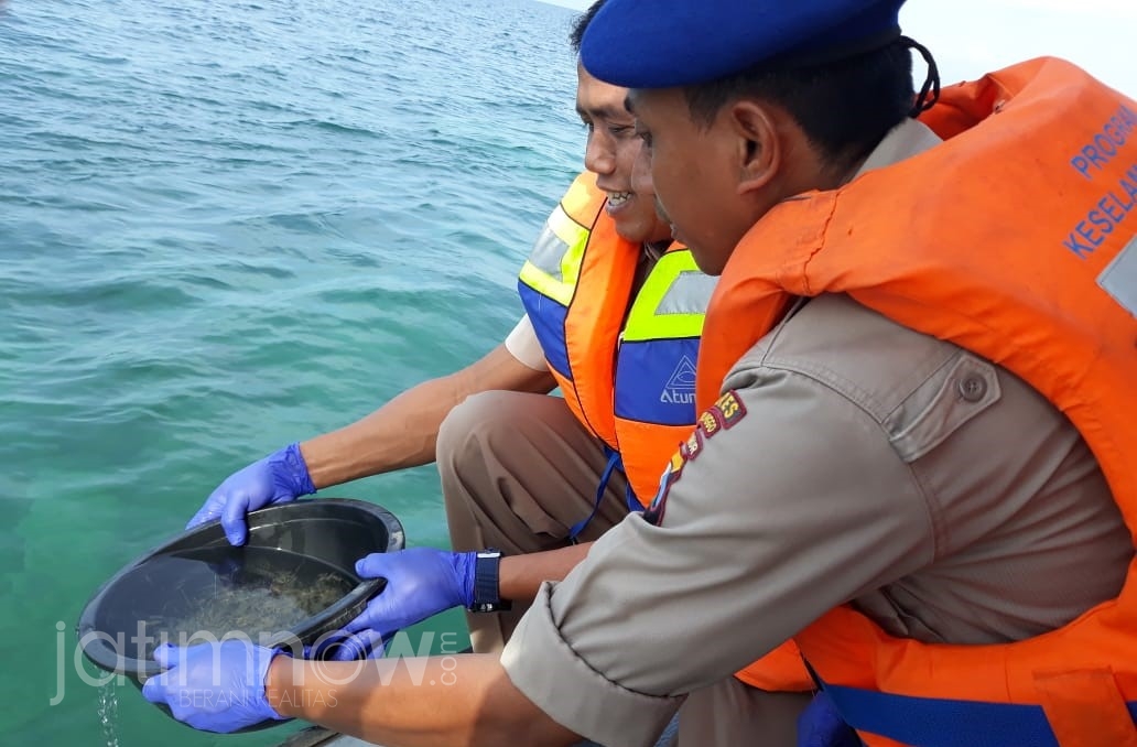 Petugas melepasliarkan benur