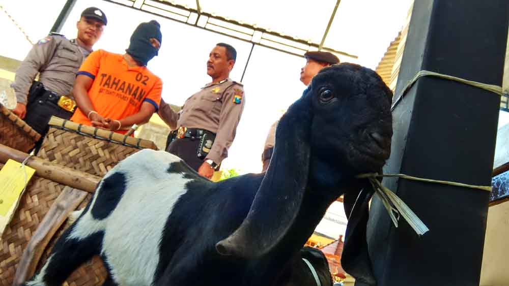 Tersangka bersama barang bukti anak kambing di Mapolsek Lodoyo Barat