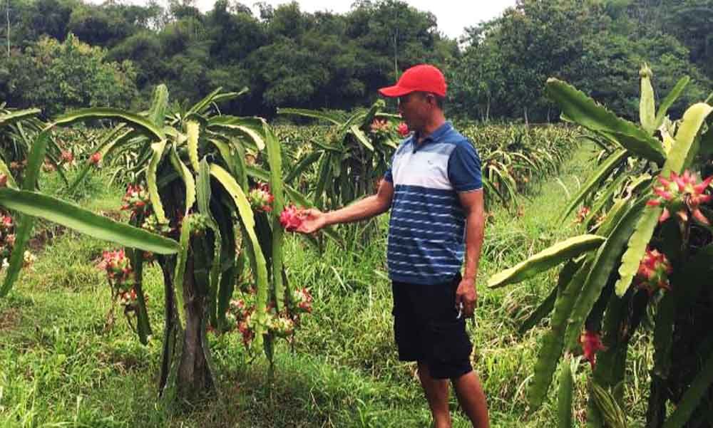 Salah satu petani buah naga di Blitar