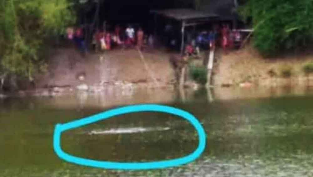 Munculnya buaya di aliran Sungai Bengawan Solo beberapa waktu lalu