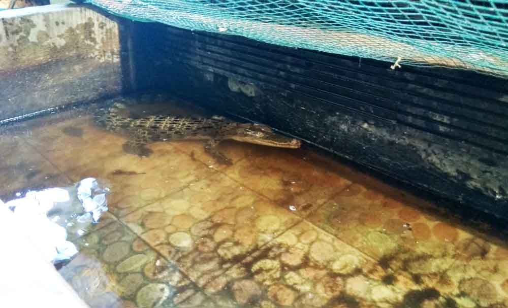 Buaya dilindungi yang dipelihara warga Blitar