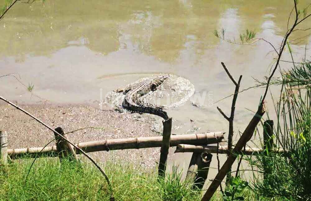 Lokasi munculnya buaya di mangrove Wonorejo, Surabaya