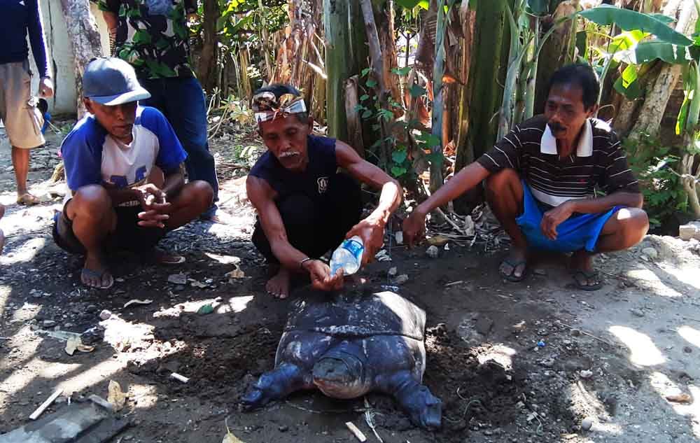 Labi-labi atau bulus yang ditemukan warga