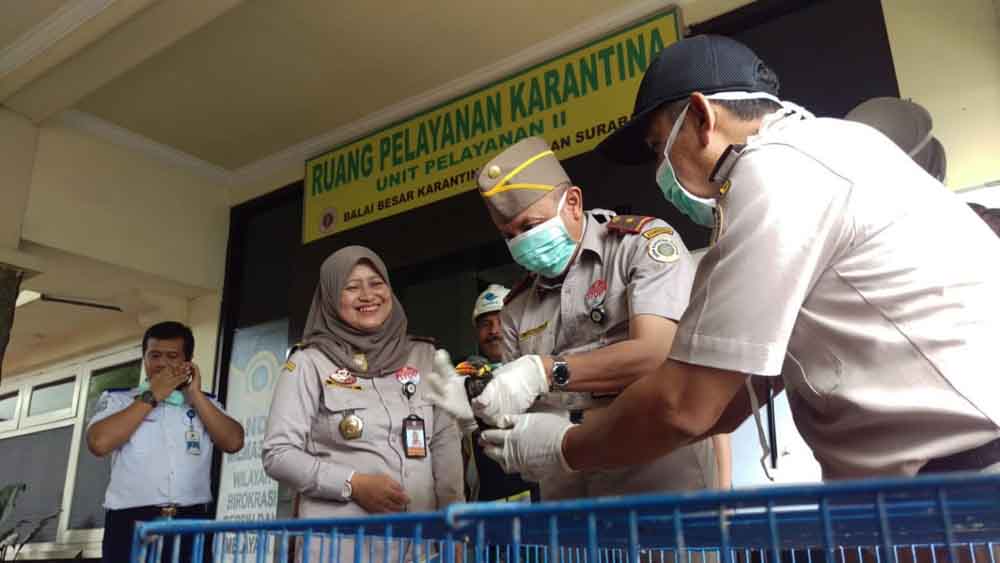 Petugas menunjukkan burung-burung yang hendak diselundupkan ke Surabaya