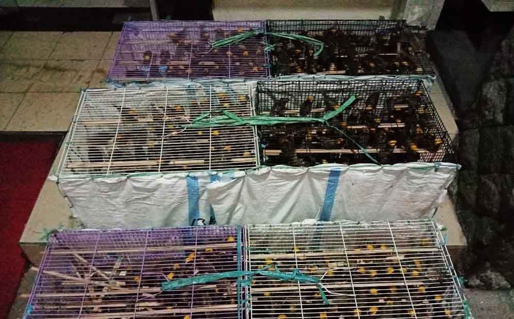 Burung yang diselundupkan di Tanjung Perak Surabaya