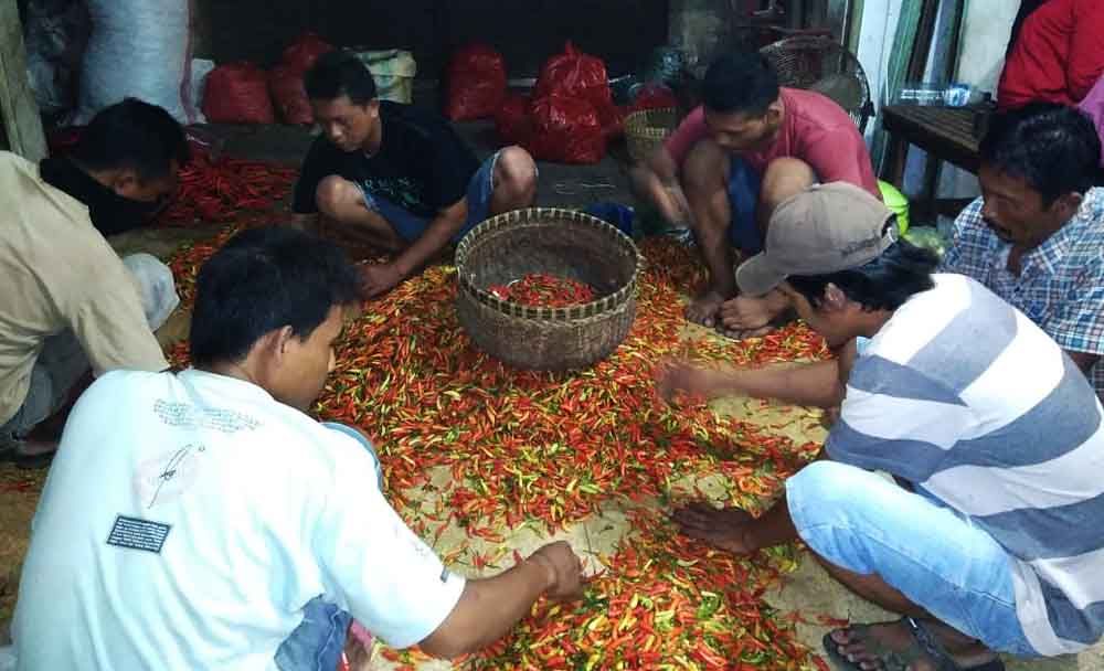 Petani di Probolinggo Minta Pemerintah Atasi Anjloknya Harga Cabai