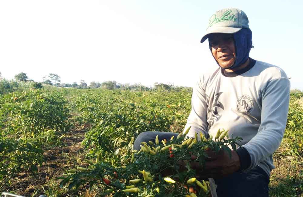 Suyono, Petani cabai di Probolinggo 