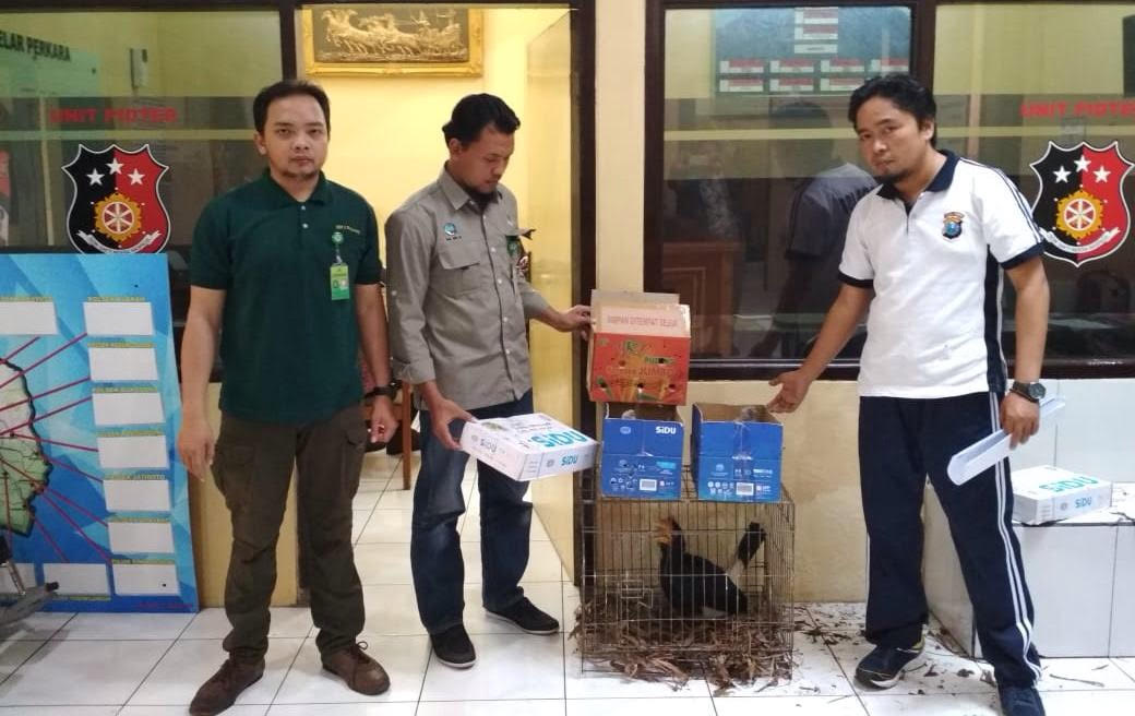 Buaya muara dan sejumlah burung dilindungi saat diamankan