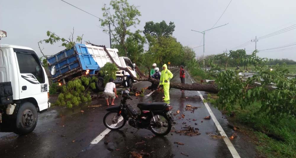 Angin Puting Beliung Terjang Magetan, Puluhan Pohon Tumbang
