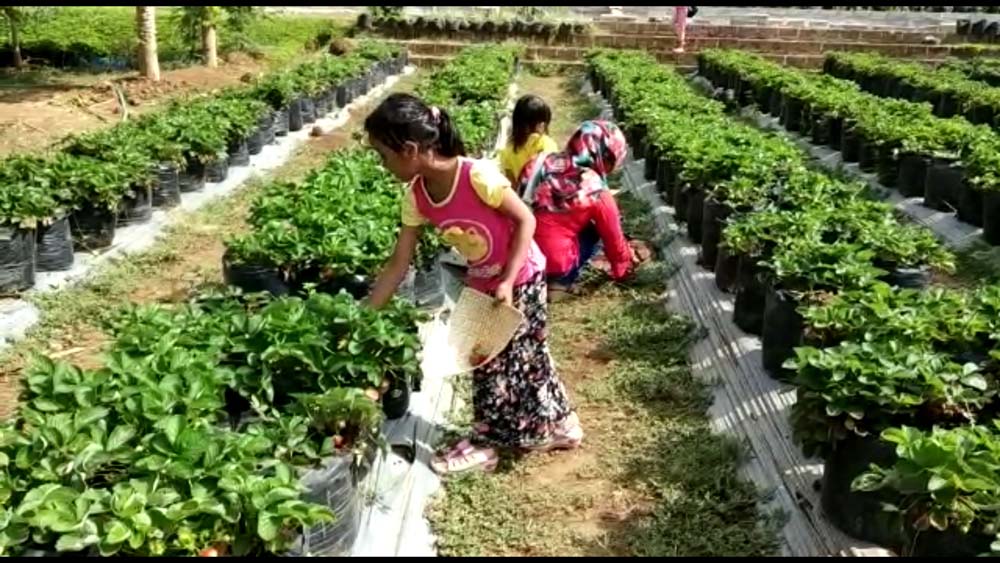 Pengunjung sedang memetik buah strawberry