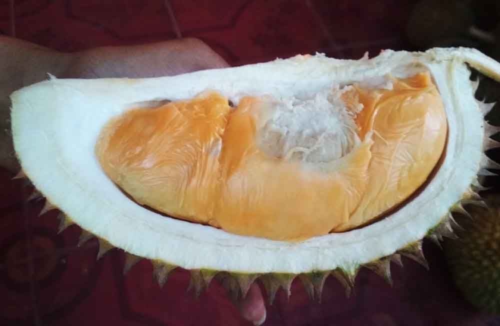 Ganasnya 2 Jenis Durian Banyuwangi ini, Sekali Makan Langsung 'Mabuk'