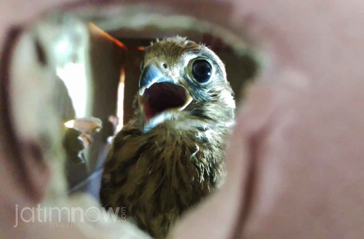 Elang Jawa yang dikemas dalam kardus di Stasiun Gubeng Surabaya