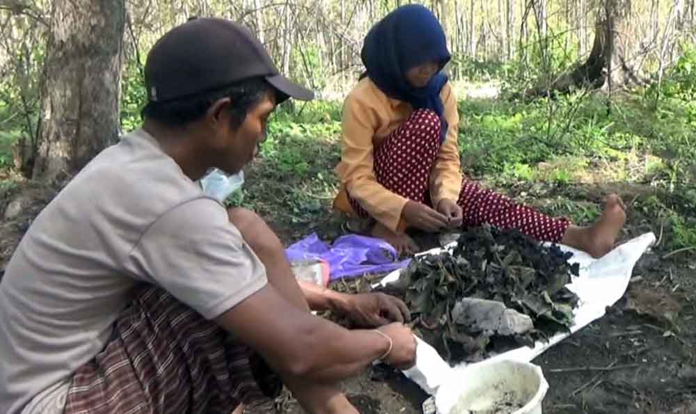 Warga Desa/Kecamatan Sampung, Kabupaten Ponorogo berburu entung (kepompong) ke dalam hutan jati