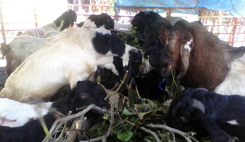 Kambing Etawa yang dijual untuk hewan kurban di Banyuwangi/Foto: Hafiluddin Ahmad