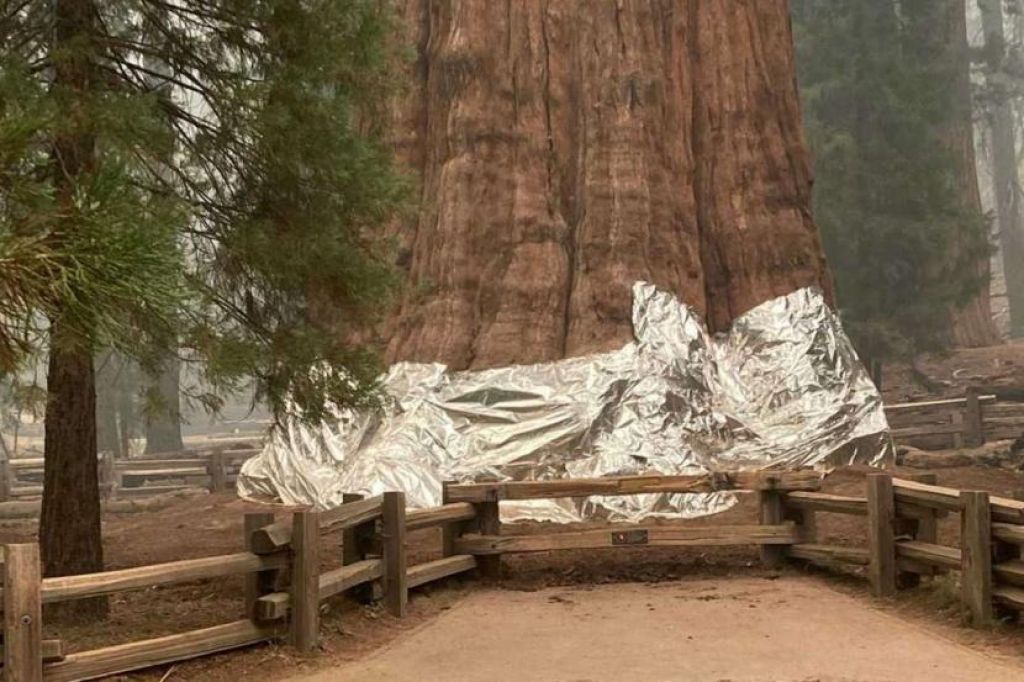 Pohon Terbesar di Dunia Terancam Kebakaran Hutan California