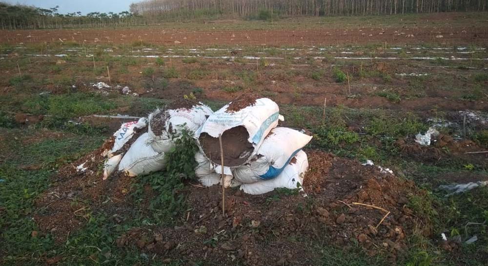 Salah satu lahan Perhutani di wilayah Lodoyo Barat