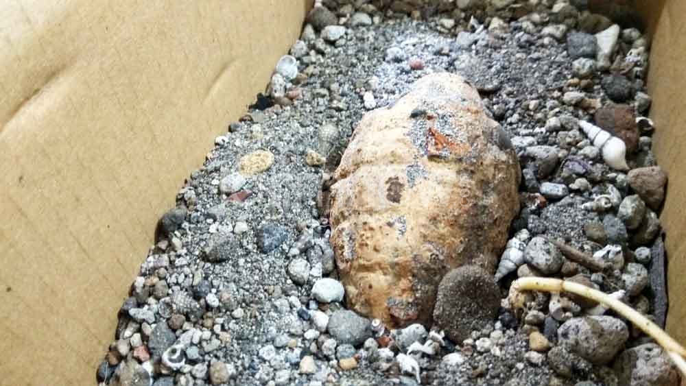 Granat nanas yang ditemukan oleh warga Blitar