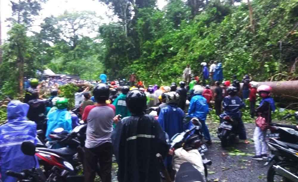 Pengendara menunggu pemotogan pohon tumbang