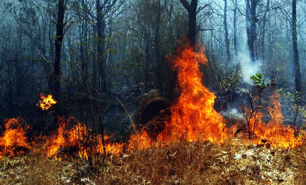 Api membakar daun serta ranting kering/ Foto foto: Mahfud Hidayatullah
