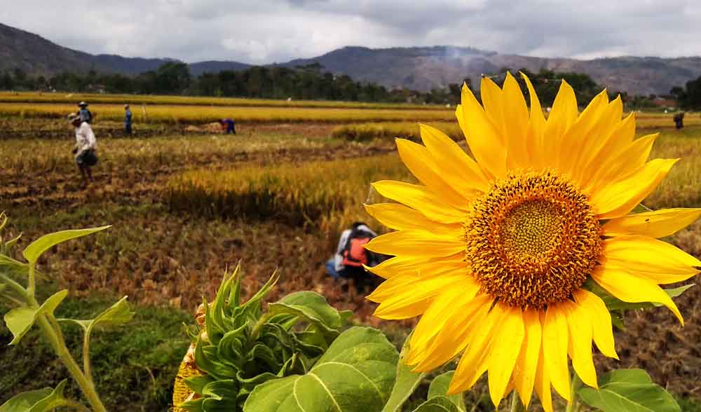 Penangulangan hama menggunakan tanaman bunga matahari
