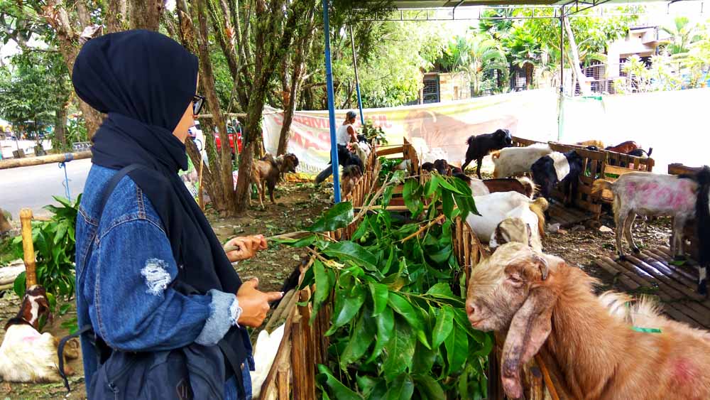 Seorang mahasiswa fakultas kedokteran tengah memeriksa kambing kurban