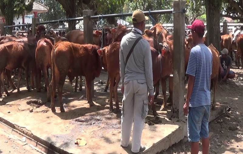 Hewan Kurban yang dipajang di Pasar Dimoro, Kota Blitar/Foto: Cf Glorian