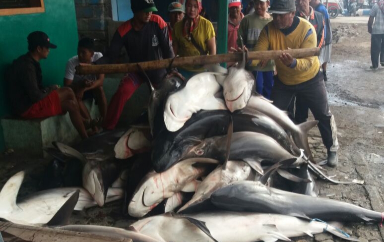 Ikan hiu tangkapan nelayan/ foto: Dimas