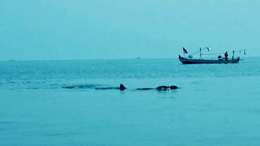 Puluhan Ikan Hiu Tutul Muncul di Perairan Probolinggo
