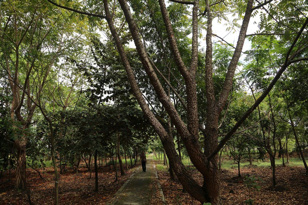 Taman Hutan Raya Balas Klumprik, Wiyung, Surabaya.