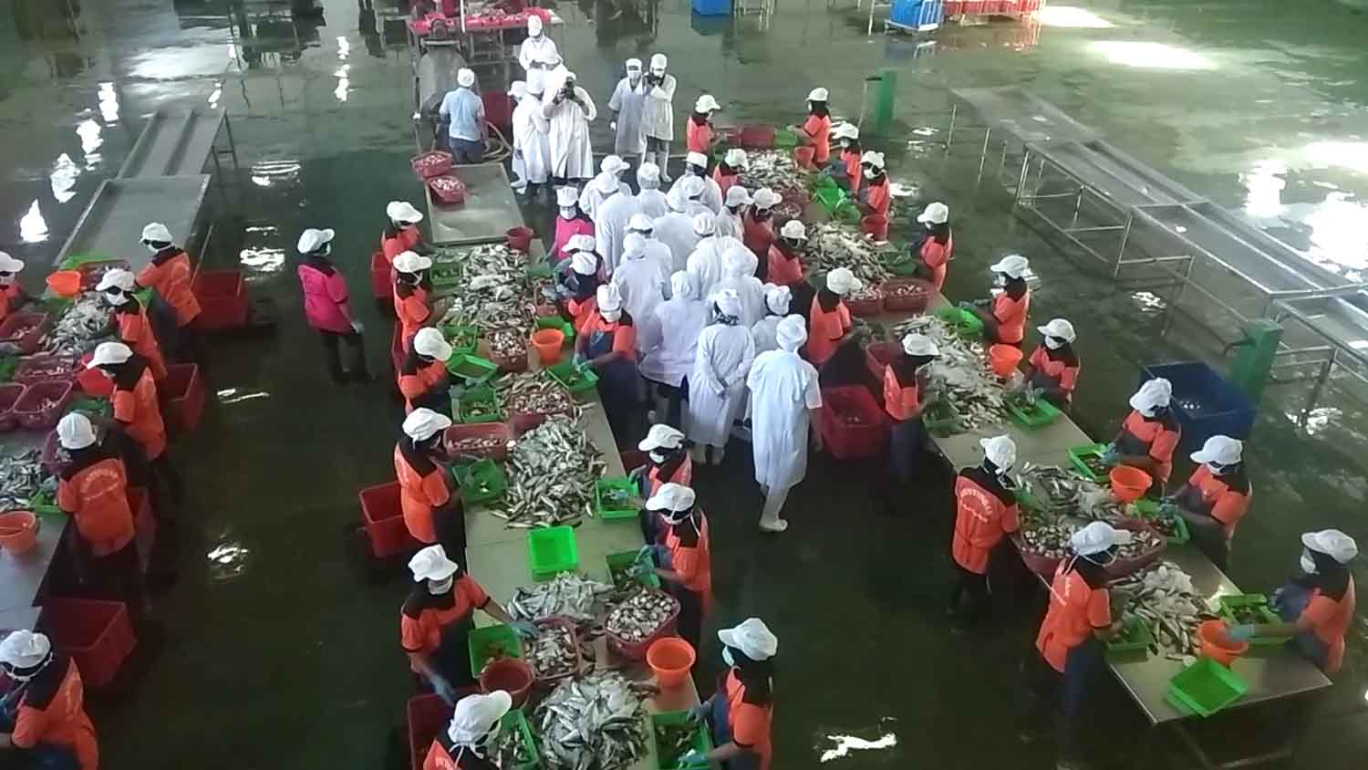 Rombongan BPOM saat memantau proses pengolahan ikan makarel