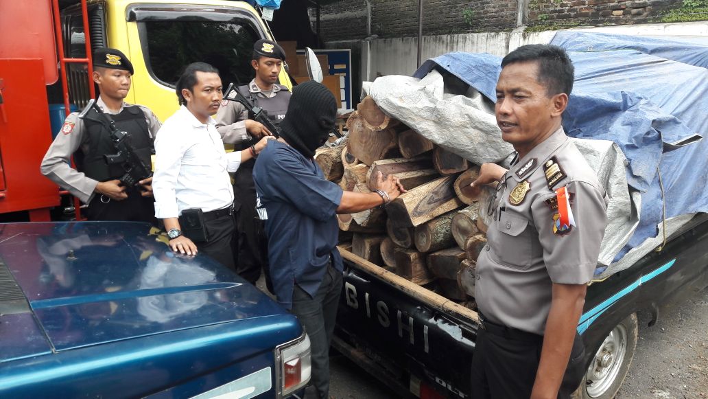 Pelaku menunjukkan kayu gelondongan jenis Sono yang dicurinya