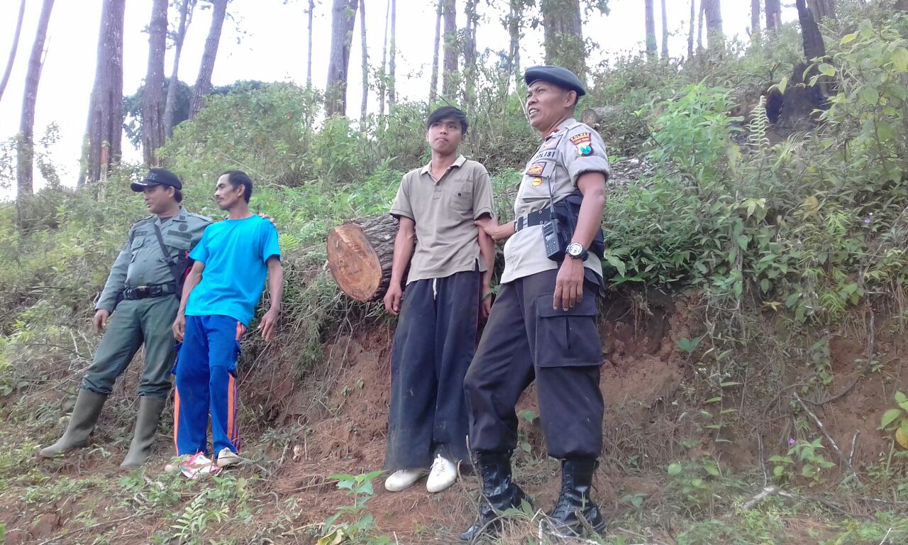 Lokasi penebangan kayu yang dilakukan oleh Jemali.