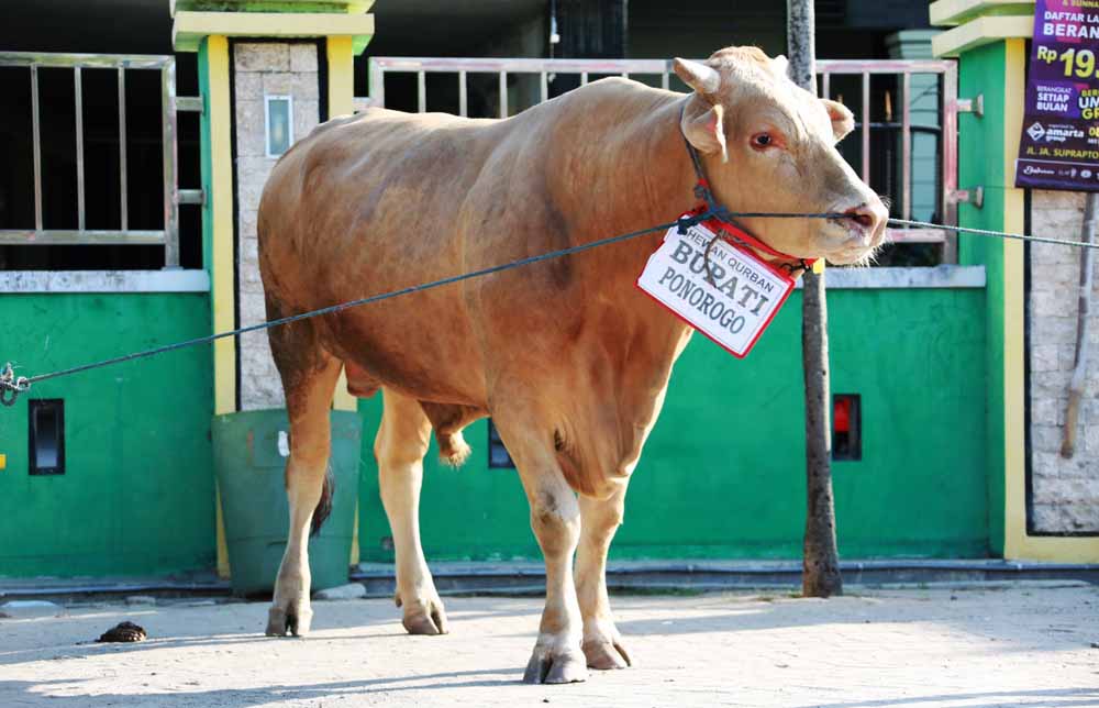 Sapi kurban Bupati Ponorogo