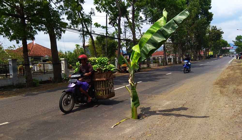 Pohon pisang yang ditanam di Jalan