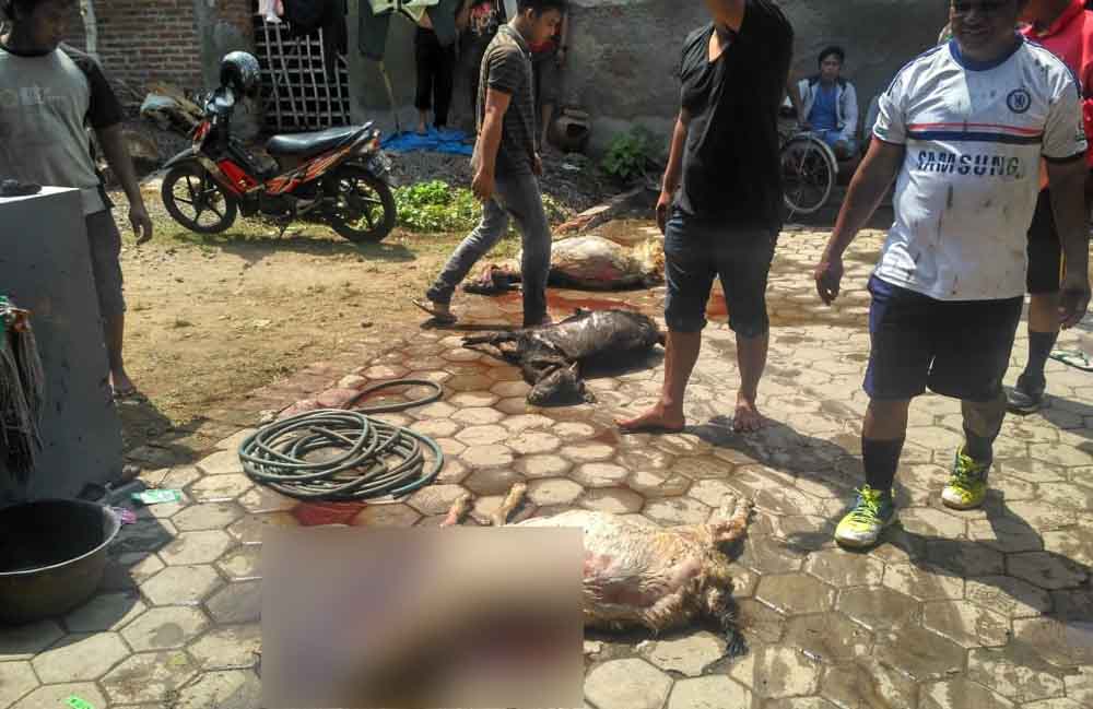 Tiga kambing yang mati terbakar di Ponorogo