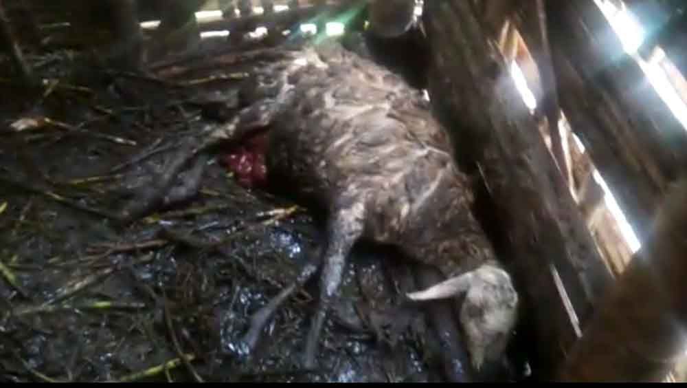 Salah satu kambing yang mati dengan luka di Pasuruan