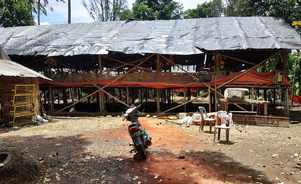 Kandang ayam yang dianggap sarang lalat