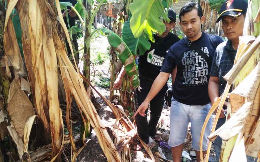Geelondongan kayu jati yang disembunyikan di kebun rumah tersangka