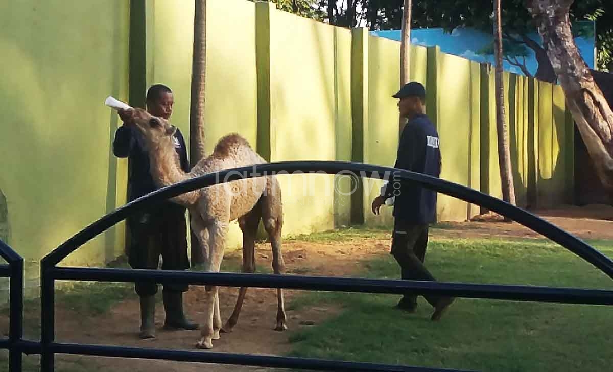 Jabatan Dirut KBS Disebut Berakhir, Risma Diminta Umumkan Penggantinya