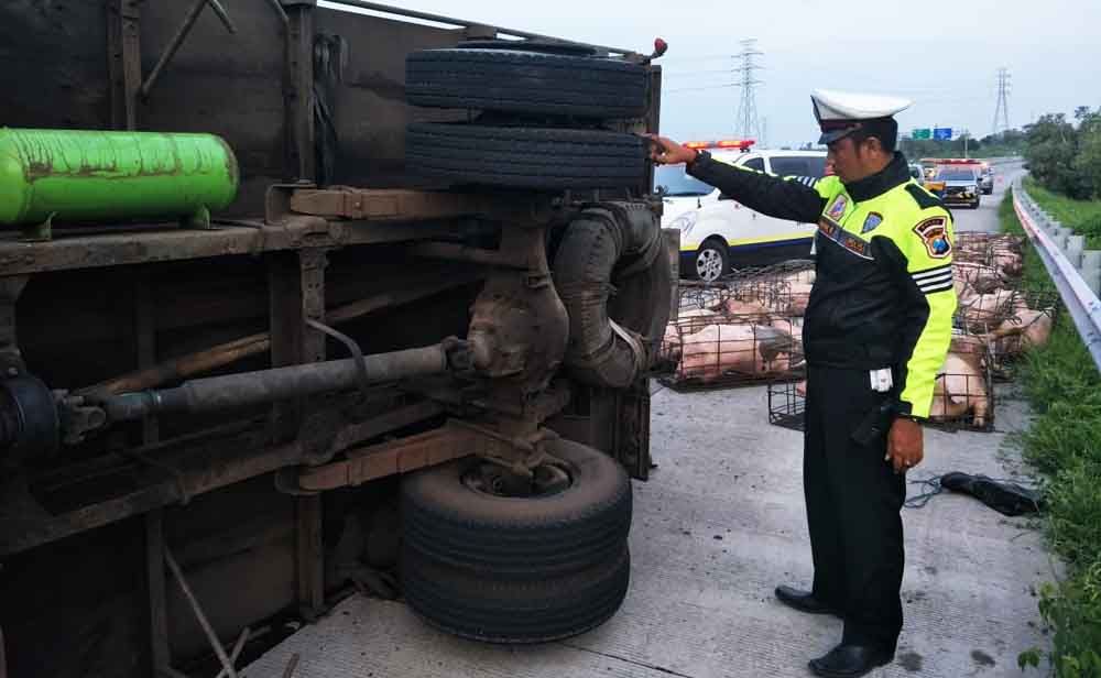 Truk Bermuatan Babi Terguling di Tol Pasuruan
