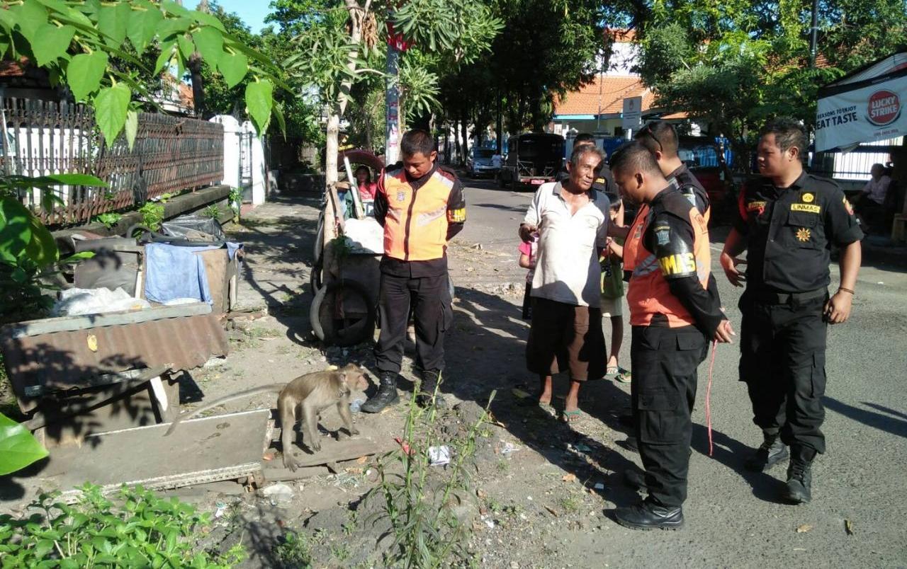 Petugas saat hendak mengevakuasi seekor kera yang dilaporkan ke Command Center 112