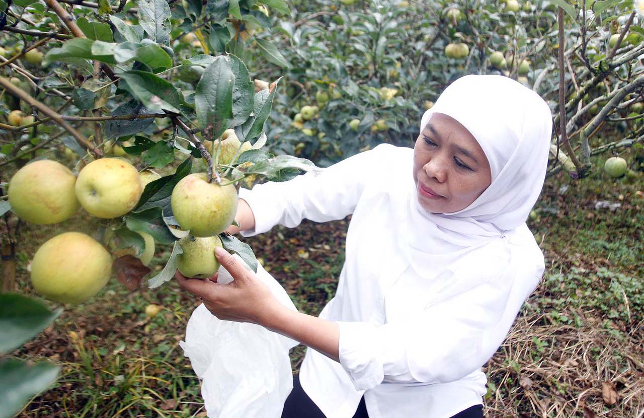 Khofifah Janji Melindungi Petani Apel dari Serbuan Apel 'Bule'