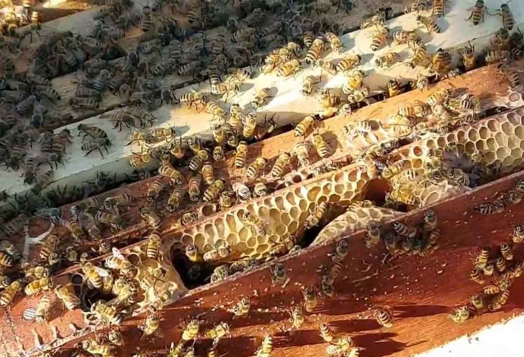 Lebah madu yang diternakkan oleh petani di Pasuruan