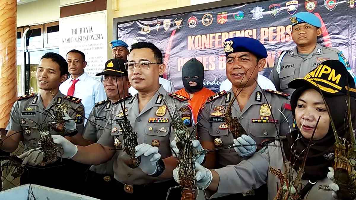 Rilis penangkapan pengepul dan penyelundup Lobster.