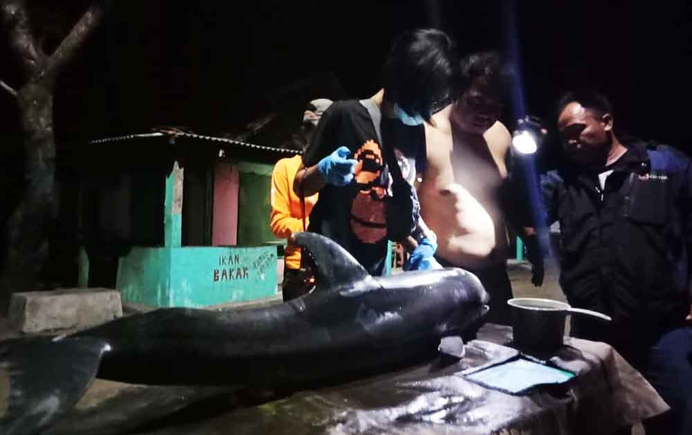 Ikan lumba-lumba yang terdampar