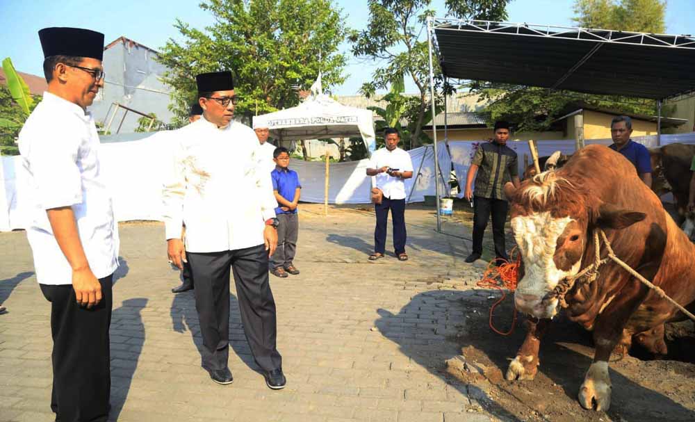 Kapolda Jatim saat meninjau sapi kurban