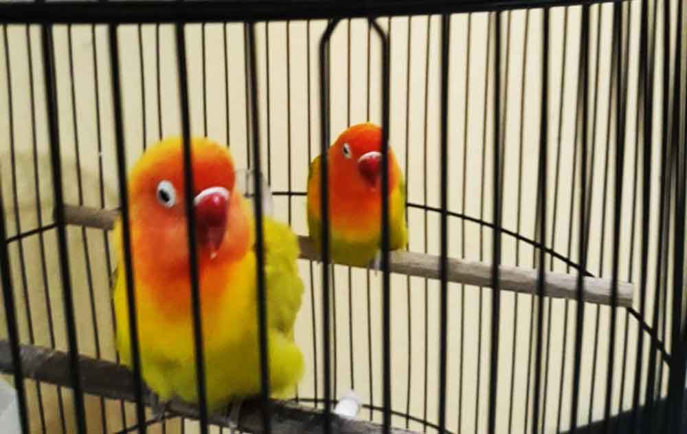 Barang bukti burung seharga Rp 40 Juta yang diamankan
