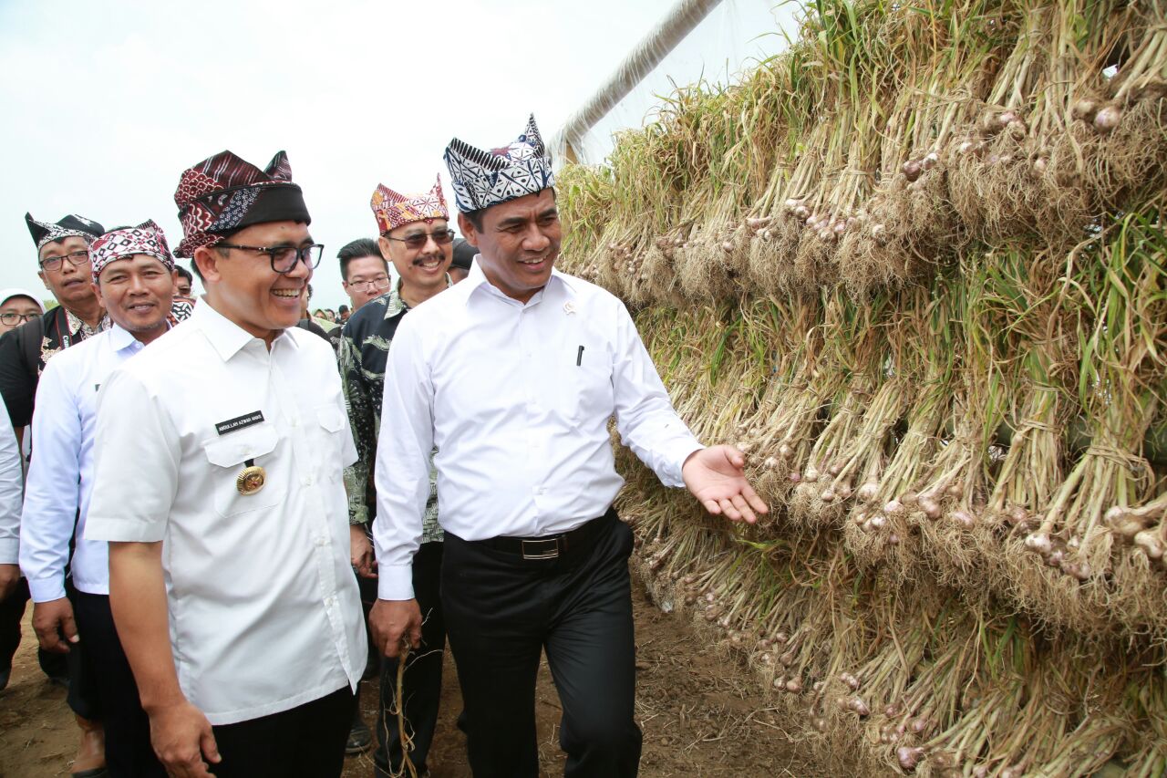 Menteri Amran Jadikan Banyuwangi Produsen Bawang Putih 