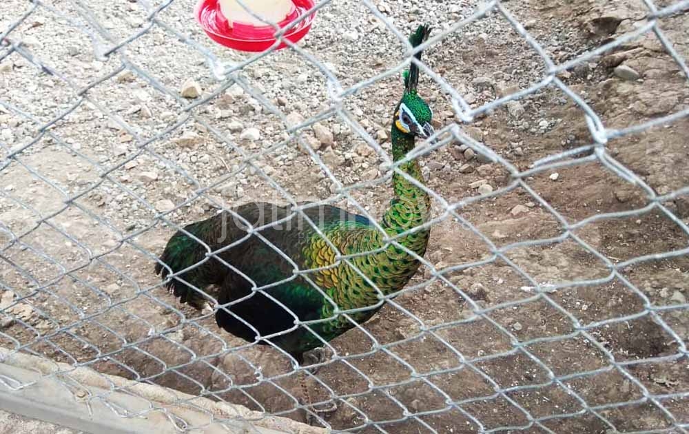 Pelihara Merak Hijau Tanpa Izin, Pegawai Perhutani Blitar Ditangkap 