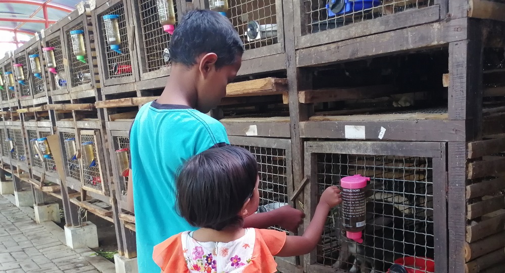 Anak-anak memberi makan kepada ayam dan kelinci yang ada di mini agro wisata Surabaya.